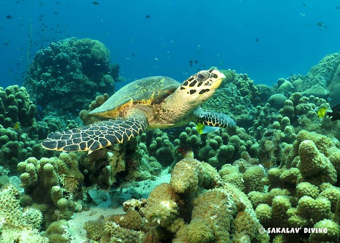 Nosy Be different dive sites